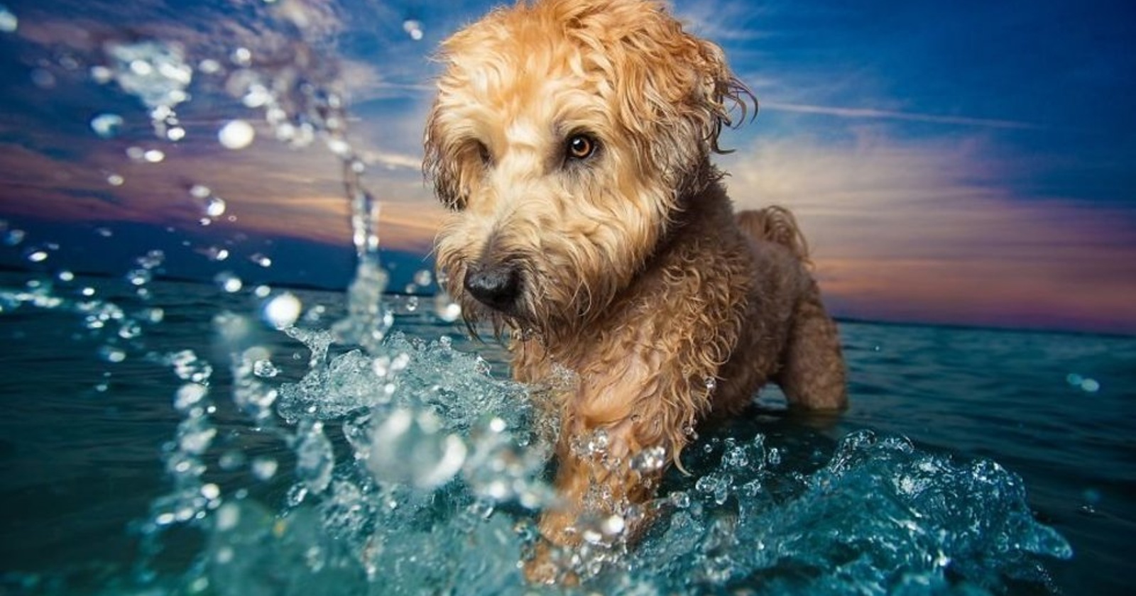Dog Photographer Of The Year