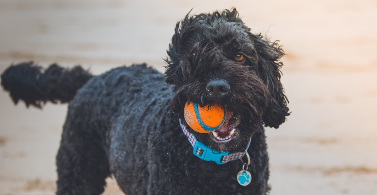 Plaže za kužke na slovenski obali