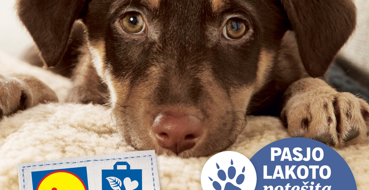 Kako pomagati brezdomnim živalim