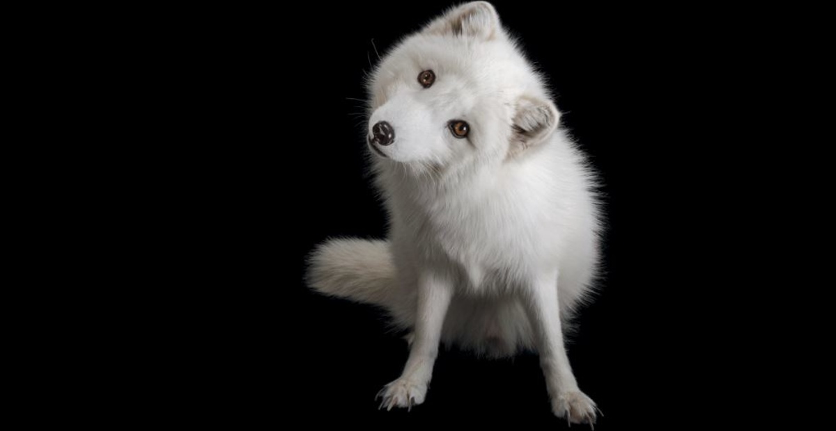 Foto: Joel Sartore, National Geographic Photo Ark