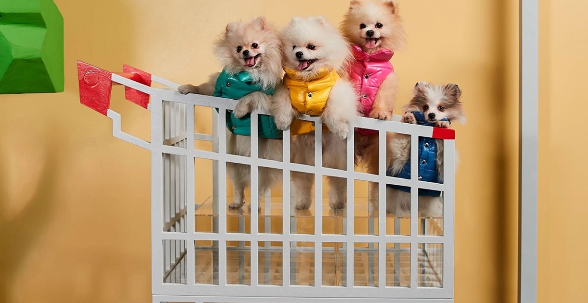 Poldo Dog Couture in Moncler