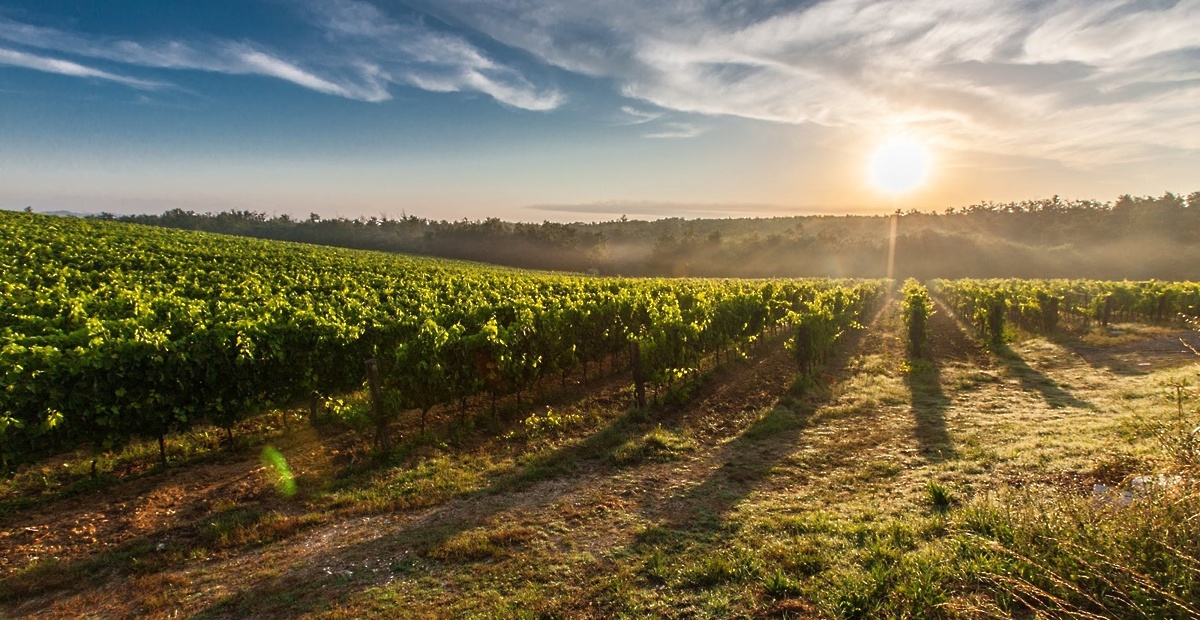 tuscany-grape-field-nature-51947