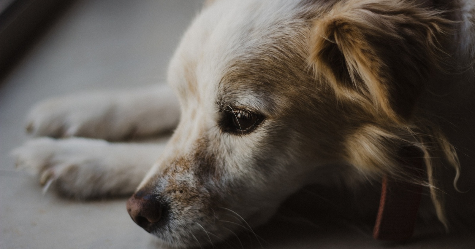 ledeno-hladen-domzavetiščehorjul2unsplash