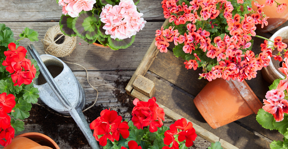 kakoskrbetizapelargonije103