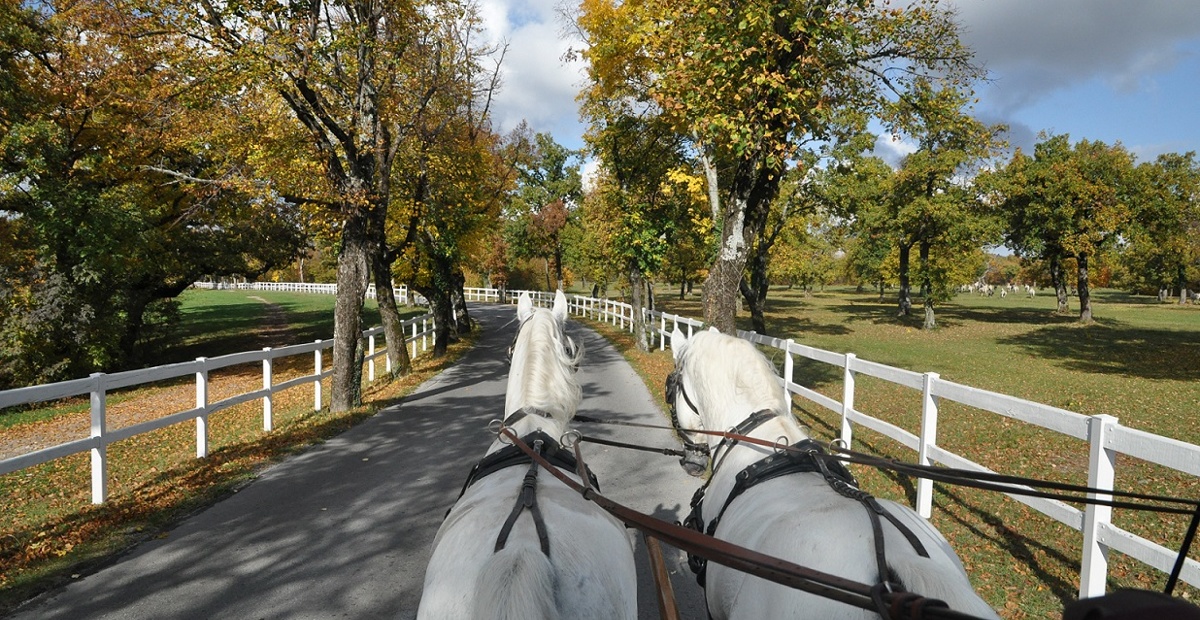 Kobilarne Lipica - akcija barvanja lipiških ograj