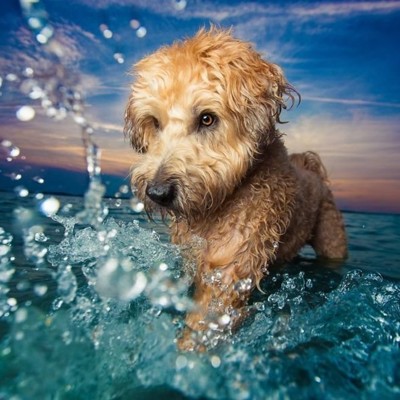 Dog Photographer Of The Year