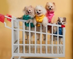 Poldo Dog Couture in Moncler
