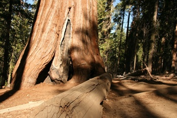 Planet Endor (Nacionalni park Redwood, Kalifornija). Nacionalni park Redwood in ostali državni parki so bili inspiracija za lokacijo Planeta Endor, ki se pojavi v Vojna zvezd: Epizoda VI -Jedijeva vrnitev. Foto: Pixabay