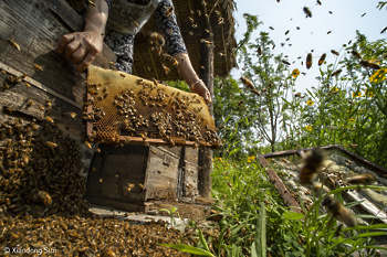 When the Hive is Filled (Ko se panj napolni) , Kategorija: Food in the Field, Fotograf: Xiaodong Sun