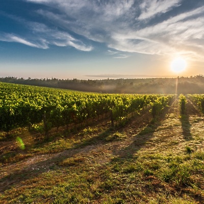 tuscany-grape-field-nature-51947