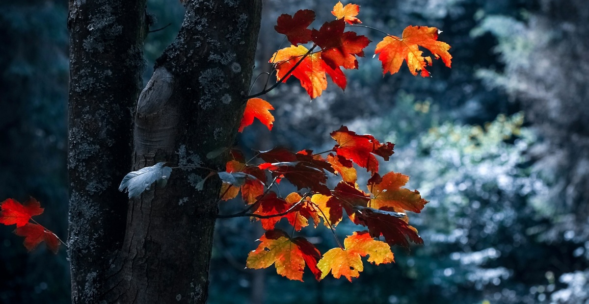 pexels-valiphotos-589840